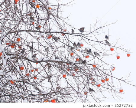 雪柿，雪，冬，椋鳥，冬鳥 85272782