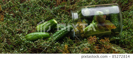 Lightly salted pickled cucumbers in a jar on fresh green thyme background decorated with dill. Seasonal harvesting of vegetables concept Lightly salted pickled cucumbers in a jar on fresh green thyme background decorated with dill. Seasonal harvesting of vegetables concept 85272814