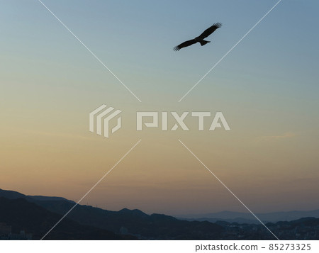 Gliding in the evening sky 85273325