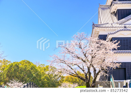 熊本城“櫻花盛開的季節”城堡風景熊本城(櫻花風景) 熊本城“櫻花盛開的季節”城堡風景熊本城(櫻花風景) 85273542