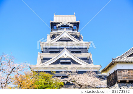 Kumamoto Castle "Season when cherry blossoms bloom" Castle scenery Kumamoto Castle (Sakura scenery) 85273582