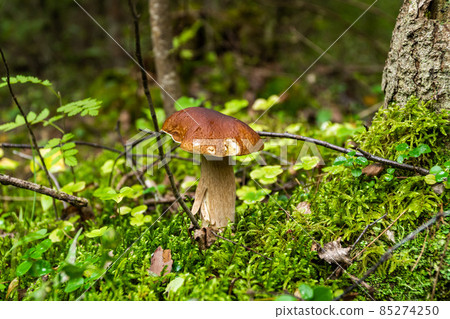 Russia. Leningrad region. August 29, 2021. An edible white mushroom sprouted through fallen branches and leaves in a clearing in the forest. Russia. Leningrad region. August 29, 2021. An edible white mushroom sprouted through fallen branches and leaves in a clearing in the forest. 85274250