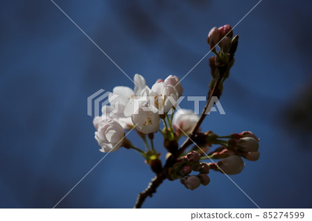 櫻花 櫻花 85274599