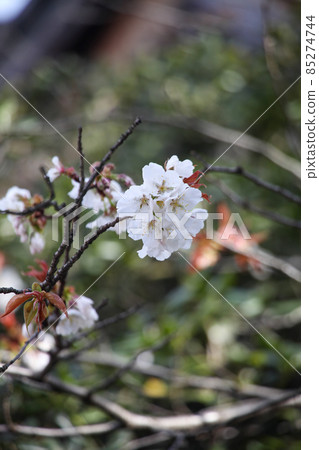 Yamazakura 85274744