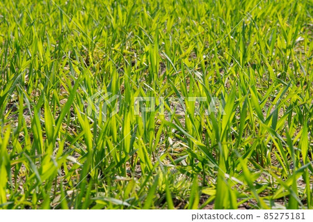 Wheat Wheat 85275181