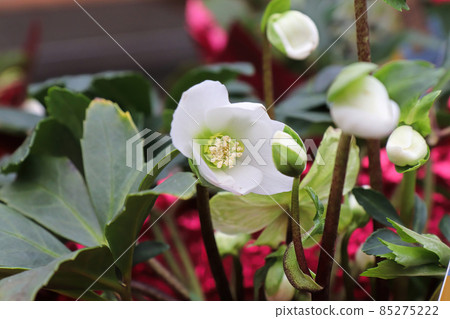 Flowers blooming on a Helleboris plant during Christmas 85275222