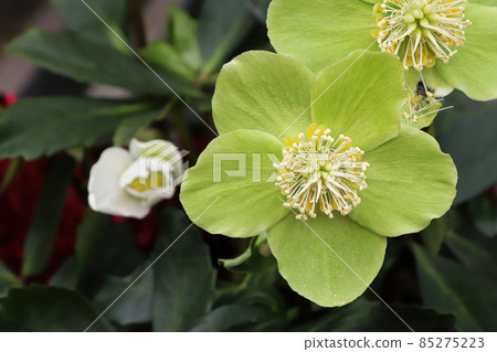 Young green leaves on a Christmas Rose flower Young green leaves on a Christmas Rose flower 85275223