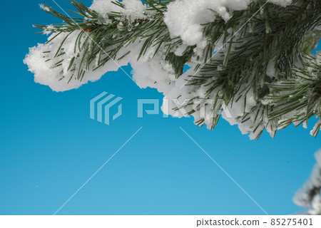 Frame of pine branches in snow on blue sky Frame of pine branches in snow on blue sky 85275401