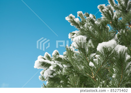 Frame of pine branches in snow on blue sky Frame of pine branches in snow on blue sky 85275402