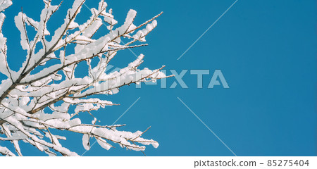 Winter background, Snow-covered branches on the backdrop of blue sky 85275404