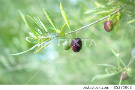 Olive fruits growing on a tree branch, selective focus 85275908