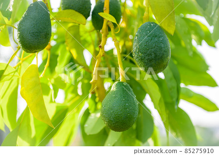 Avocado fruits grow on a tree at avocado farm 85275910