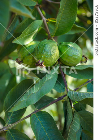 Green guava fruits hanging on a tree, vertical Green guava fruits hanging on a tree, vertical 85275916