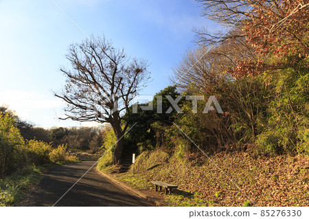 Original scenery of Totsuka Ward, Yokohama City, Kanagawa Prefecture Maioka Furusato Park Winter 85276330