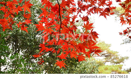 Miyajima autumn leaves Misen Miyajima autumn leaves Misen 85276618
