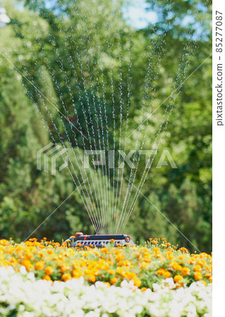 用擺動式灑水器給花壇澆水 用擺動式灑水器給花壇澆水 85277087