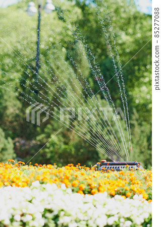 Watering the flowerbed with a swing-type sprinkler 85277088