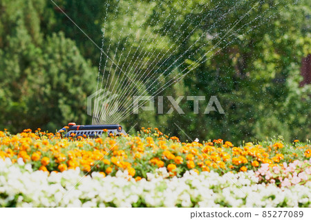 Watering the flowerbed with a swing-type sprinkler 85277089