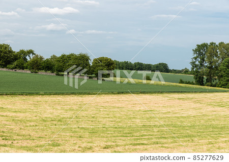 Green meadow with blooming yellow buttercups and corn fields in the Pajottenland, the Belgian Coutryside, Flanders 85277629