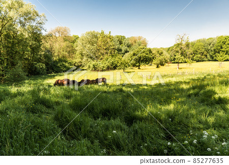 Brown horses grazing in Wolfsputten, a regional park in Dilbeek. Brown horses grazing in Wolfsputten, a regional park in Dilbeek. 85277635