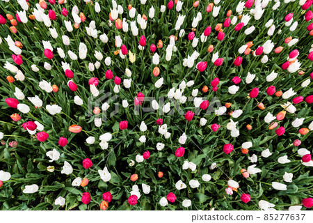 Field of different colors Tulip (Tulipa Lilieae) flowers, taken from above Field of different colors Tulip (Tulipa Lilieae) flowers, taken from above 85277637