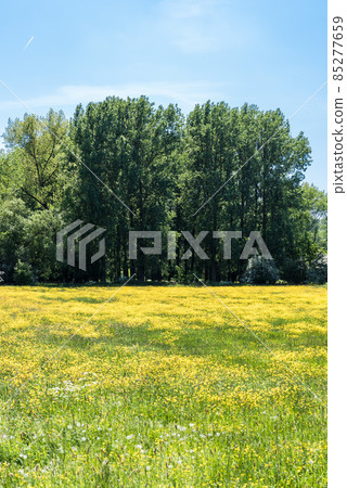 green meadow with blooming yellow buttercups and trees 85277659