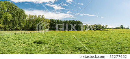 Green meadow with blooming grasses and trees at the Flemish countryside around Gooik, Belgium 85277662