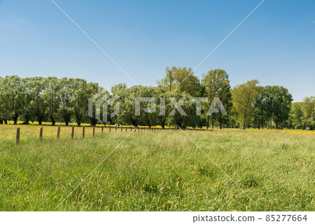 Green meadow with blooming grasses and trees at the Flemish countryside around Gooik, Belgium 85277664