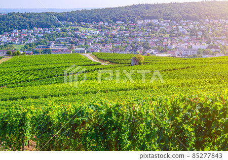 Vineyards green fields landscape with grapevine rows 85277843