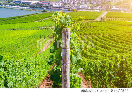 Vineyards green fields landscape with grapevine rows Vineyards green fields landscape with grapevine rows 85277845