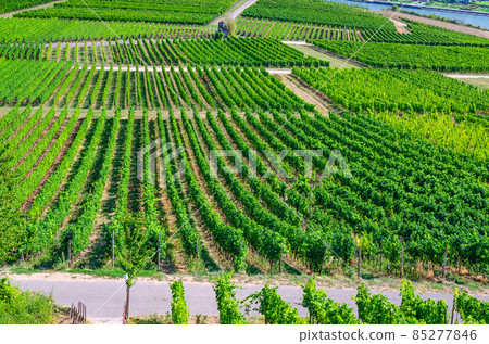 Vineyards green fields landscape with grapevine rows Vineyards green fields landscape with grapevine rows 85277846