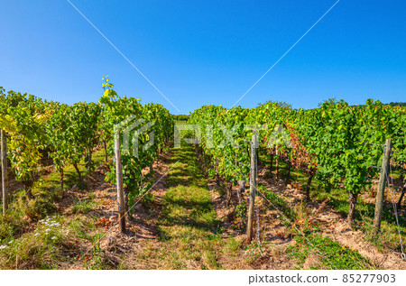 Grapevine wooden pole and rows of vineyards green fields landscape with grape trellis on river Rhine Valley Grapevine wooden pole and rows of vineyards green fields landscape with grape trellis on river Rhine Valley 85277903