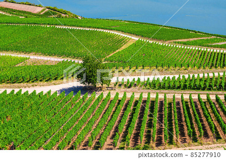 Vineyards green fields landscape with grapevine rows on hills in Rhine Gorge or river Rhine Valley Vineyards green fields landscape with grapevine rows on hills in Rhine Gorge or river Rhine Valley 85277910
