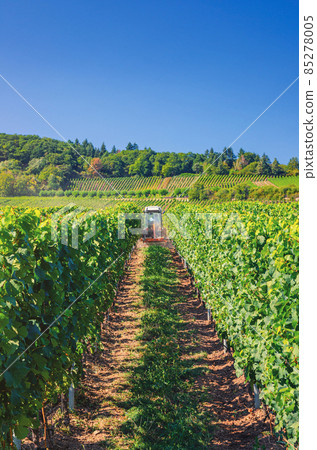 Agriculture tractor working in rows of vineyards green fields with grapevine trellis on river Rhine Valley hills Agriculture tractor working in rows of vineyards green fields with grapevine trellis on river Rhine Valley hills 85278005