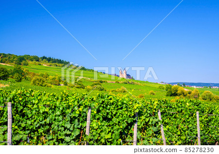 Vineyards green fields landscape with grapevine rows and Eibingen Benedictine Abbey of St. Hildegard on hills Vineyards green fields landscape with grapevine rows and Eibingen Benedictine Abbey of St. Hildegard on hills 85278230