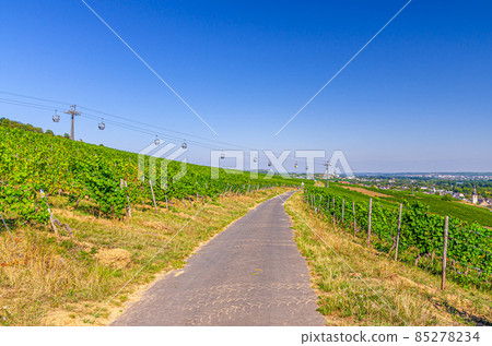 Road path in vineyards green fields with grapevine rows on hills in Rhine Gorge or river Rhine Valley Road path in vineyards green fields with grapevine rows on hills in Rhine Gorge or river Rhine Valley 85278234