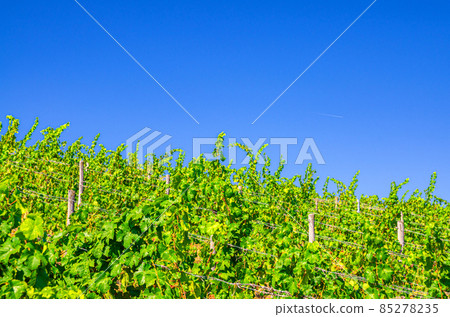 Grapevine trees on trellis with grapes and leaves in vineyards green fields on hills in river Rhine Valley Grapevine trees on trellis with grapes and leaves in vineyards green fields on hills in river Rhine Valley 85278235