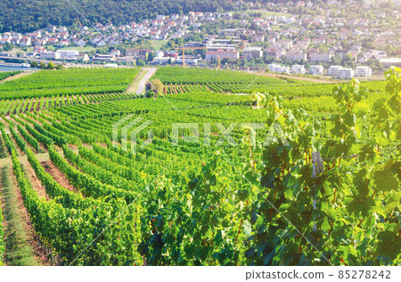 Grapevine rows in vineyards green fields landscape with grape trellis on hills in river Rhine Valley Grapevine rows in vineyards green fields landscape with grape trellis on hills in river Rhine Valley 85278242