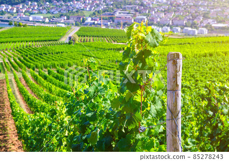 Grapevine rows in vineyards green fields landscape with grape trellis on hills in river Rhine Valley Grapevine rows in vineyards green fields landscape with grape trellis on hills in river Rhine Valley 85278243