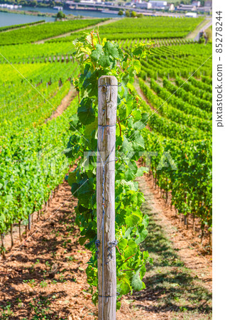 Grapevine rows in vineyards green fields landscape with grape trellis on hills in river Rhine Valley Grapevine rows in vineyards green fields landscape with grape trellis on hills in river Rhine Valley 85278244