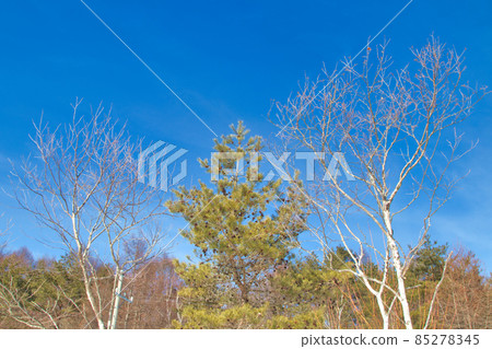 早春的天空 85278345