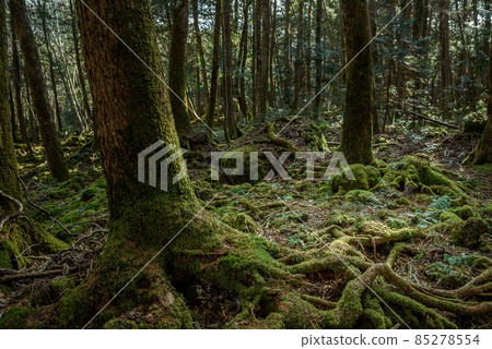 神秘森林中的青木原樹海 85278554