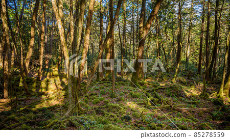 In the mysterious forest, Aokigahara Jukai 85278559