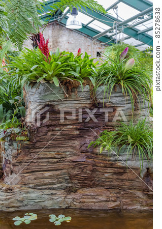 Part of a green garden with tropical and exotic plants 85278638