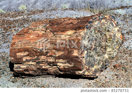 Petrified tree Petrified Forest Arizona Petrified tree Petrified Forest Arizona 85278731