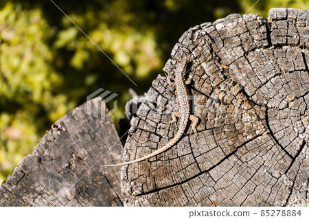 A small brown lizard in Switzerland enjoys the wonderful warm sun  85278884
