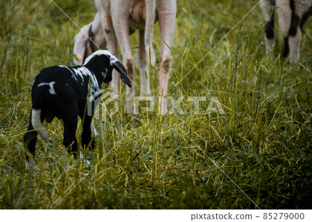 Young sheep of a farm on a lush meadow in Switzerland 85279000
