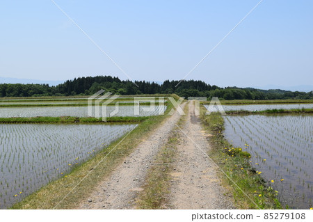 Farm road and countryside 85279108