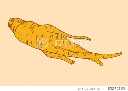 Red korean ginseng illustration. Hand drawn. Vector illustration 85279163