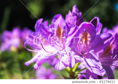 Colombia Grandiflorum flowers in full bloom. Blossoming purple Rhododendron catawbiense ponticum flower on bush in spring garden, park at sunny day. Evergreen shrub with lots of fully open Azalea buds Colombia Grandiflorum flowers in full bloom. Blossoming purple Rhododendron catawbiense ponticum flower on bush in spring garden, park at sunny day. Evergreen shrub with lots of fully open Azalea buds 85279411